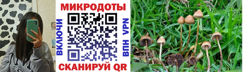 купить наркоту Новоузенск Псилоцибиновые грибы ЛСД